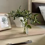 New Modern Tirana Apartment
