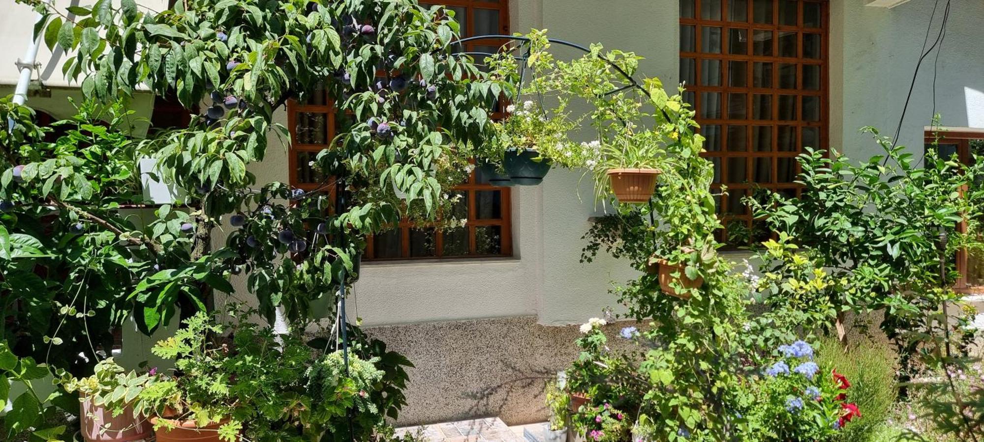 Garden Guest house Tirana