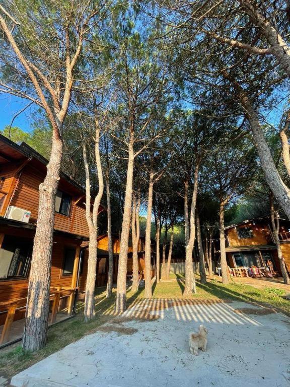 Mikpritja 1 Apartamento Velipojë